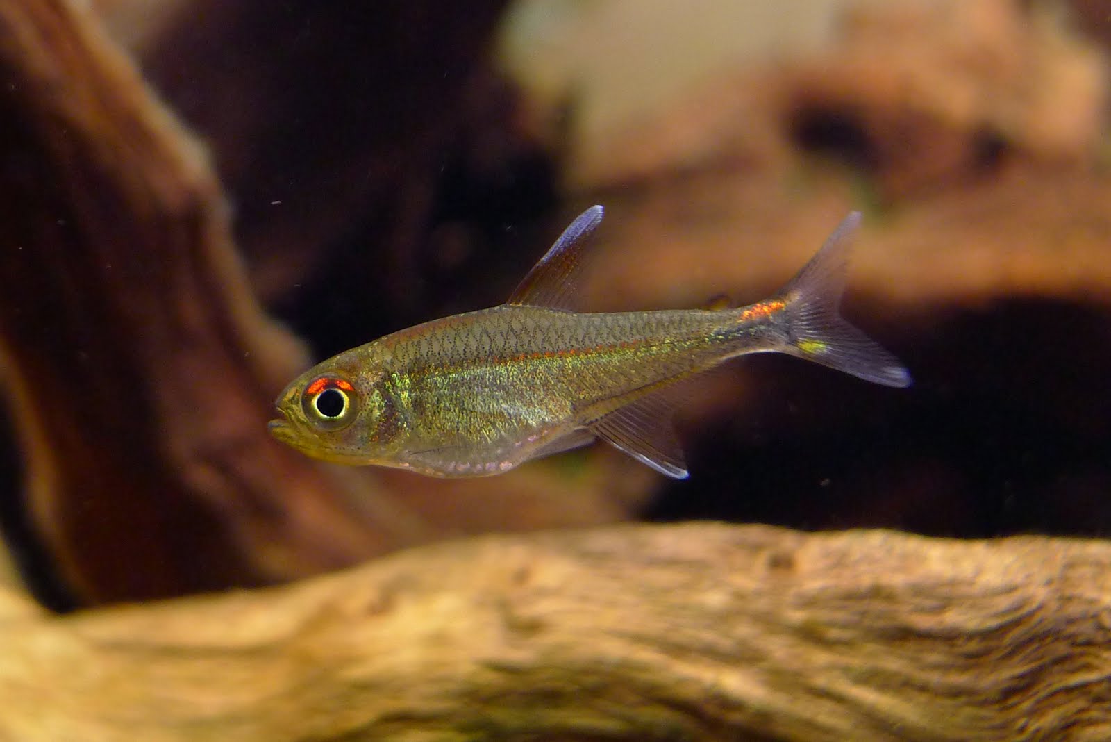 红肩萤火虫灯 (Hyphessobrycon sp. “Amapa”)灯鱼饲养资料，图片