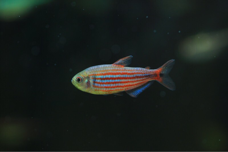 艾玛灯 （Hyphessobrycon hexastichos）灯鱼饲养资料，图片