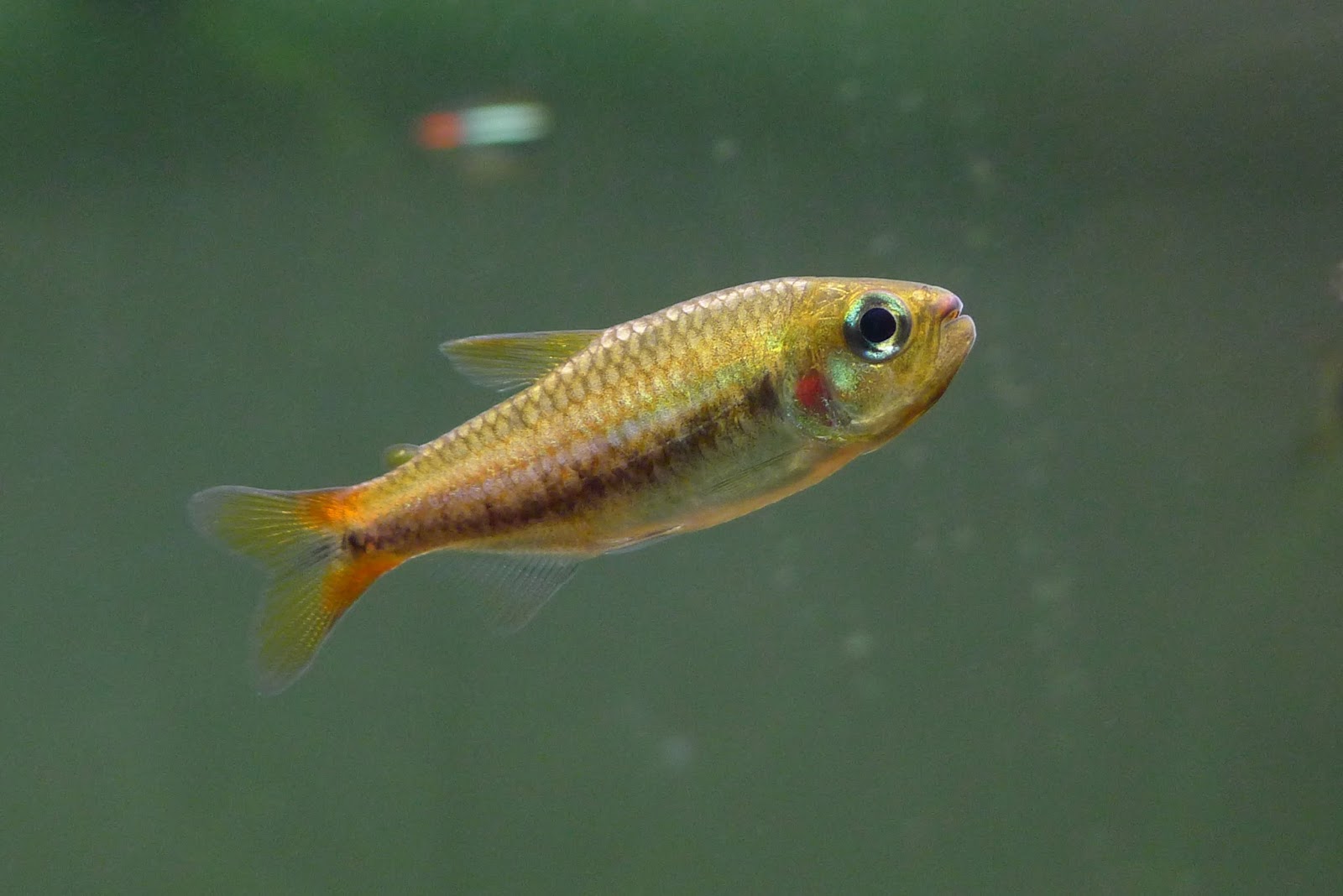 油彩可卡灯 （Hemigrammus skolioplatus）灯鱼饲养资料，图片