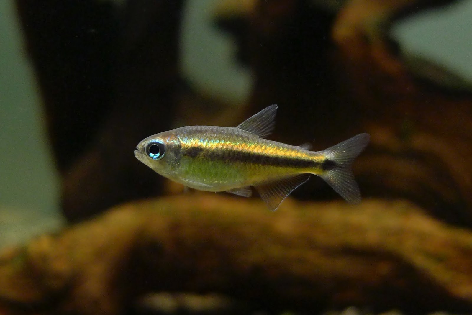 幻彩蓝魔鬼灯 （Hyphessobrycon sp. “blue devil”）灯鱼饲养资料，图片