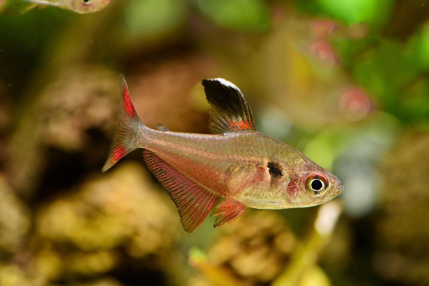 三色旗 （Hyphessobrycon werneri）灯鱼饲养资料，图片