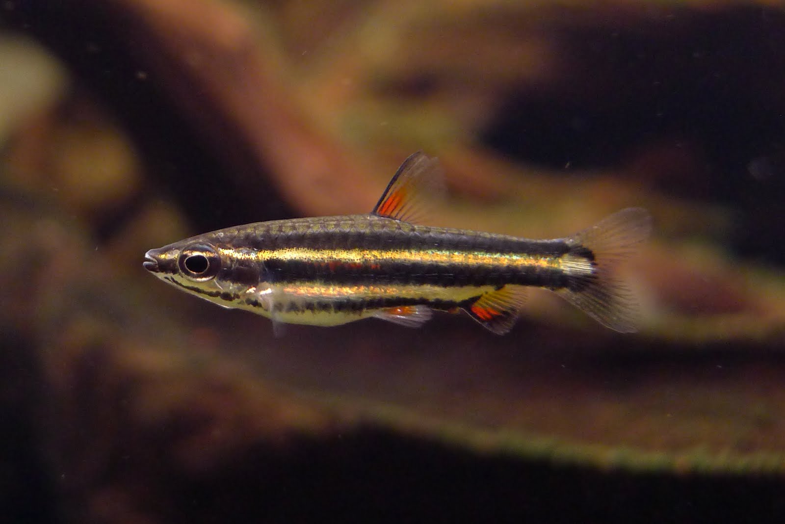 小红铅笔 (Nannostomus marginatus)灯鱼饲养资料，图片