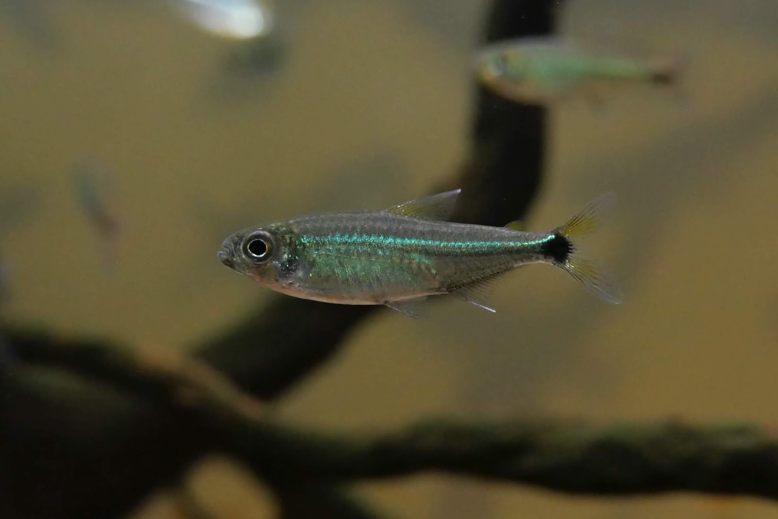 阿里普阿南细线蓝琉璃灯 （Characidae sp. “green line black tail spot” from Aripuana）灯鱼饲养资料，图片