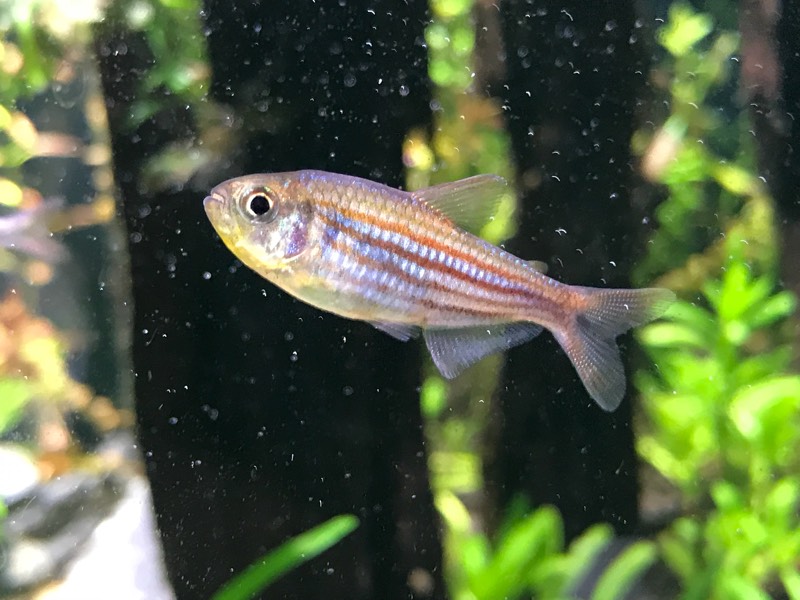 艾玛灯 （Hyphessobrycon hexastichos）灯鱼饲养资料，图片