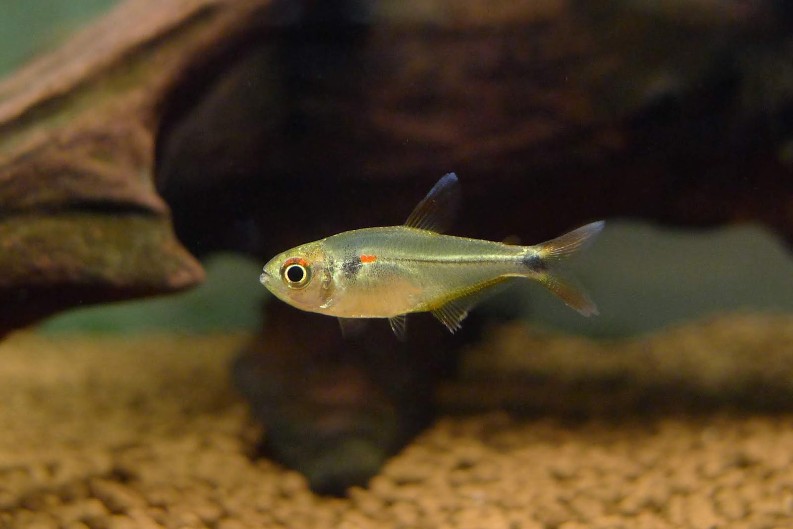 翡翠红心灯 （Hemigrammus sp.）灯鱼饲养资料，图片