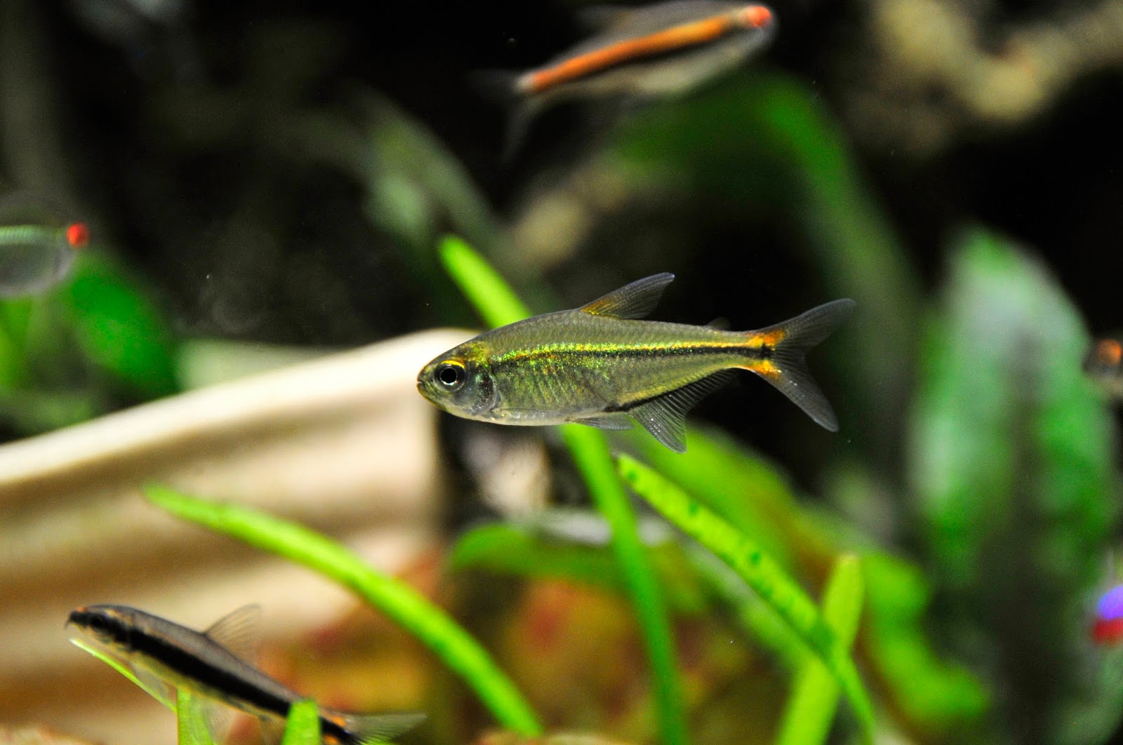 绿线王子灯 （Hemigrammus barrigonae）灯鱼饲养资料，图片