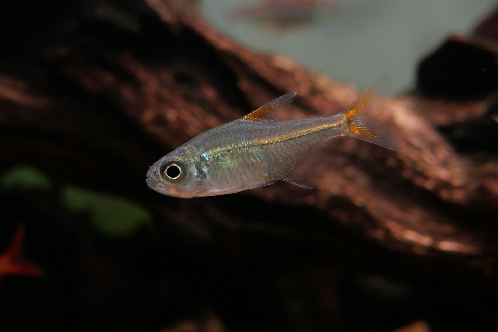 橘子公主灯 （Astyanax sp. “red line juruena”）灯鱼饲养资料，图片