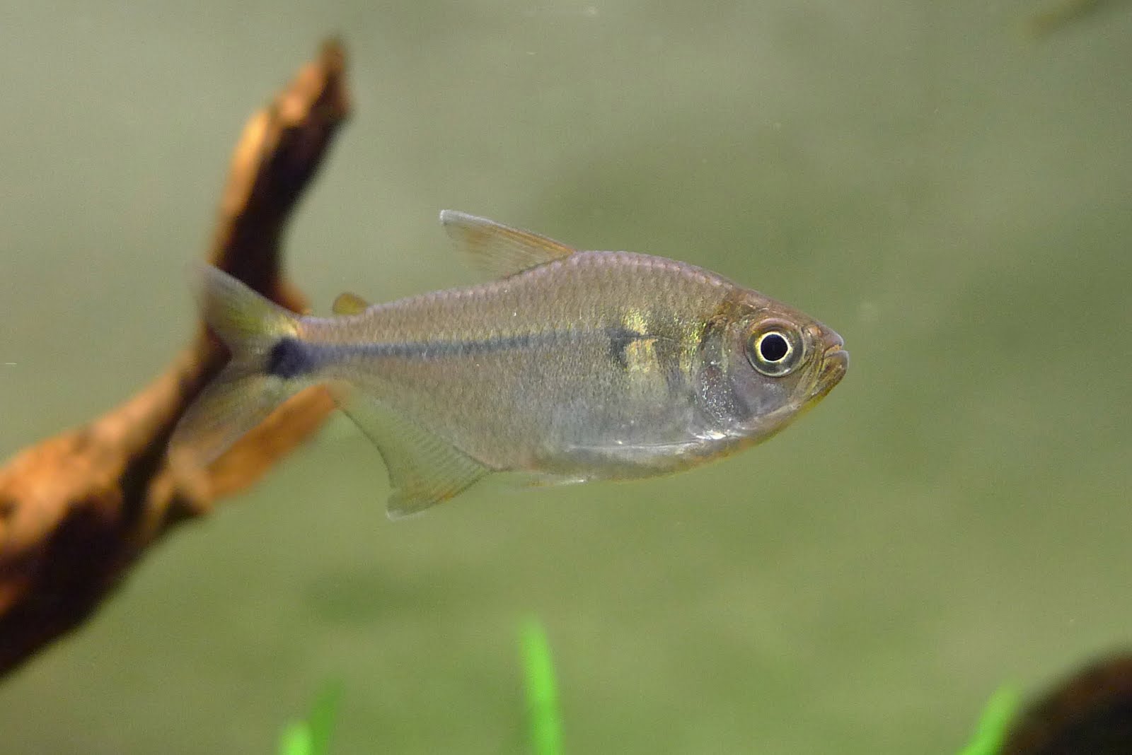 金刚胭脂灯 (Characidae sp. from Rio Jurua)灯鱼饲养资料，图片