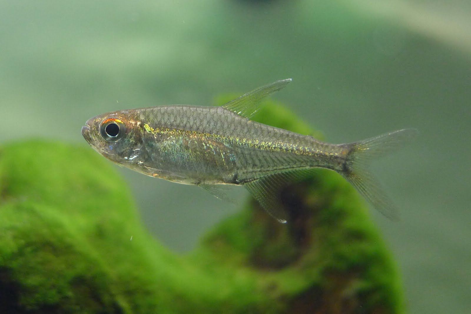 洛雷托水晶灯 (Hyphessobrycon sp. “loreto crystal”)灯鱼饲养资料，图片