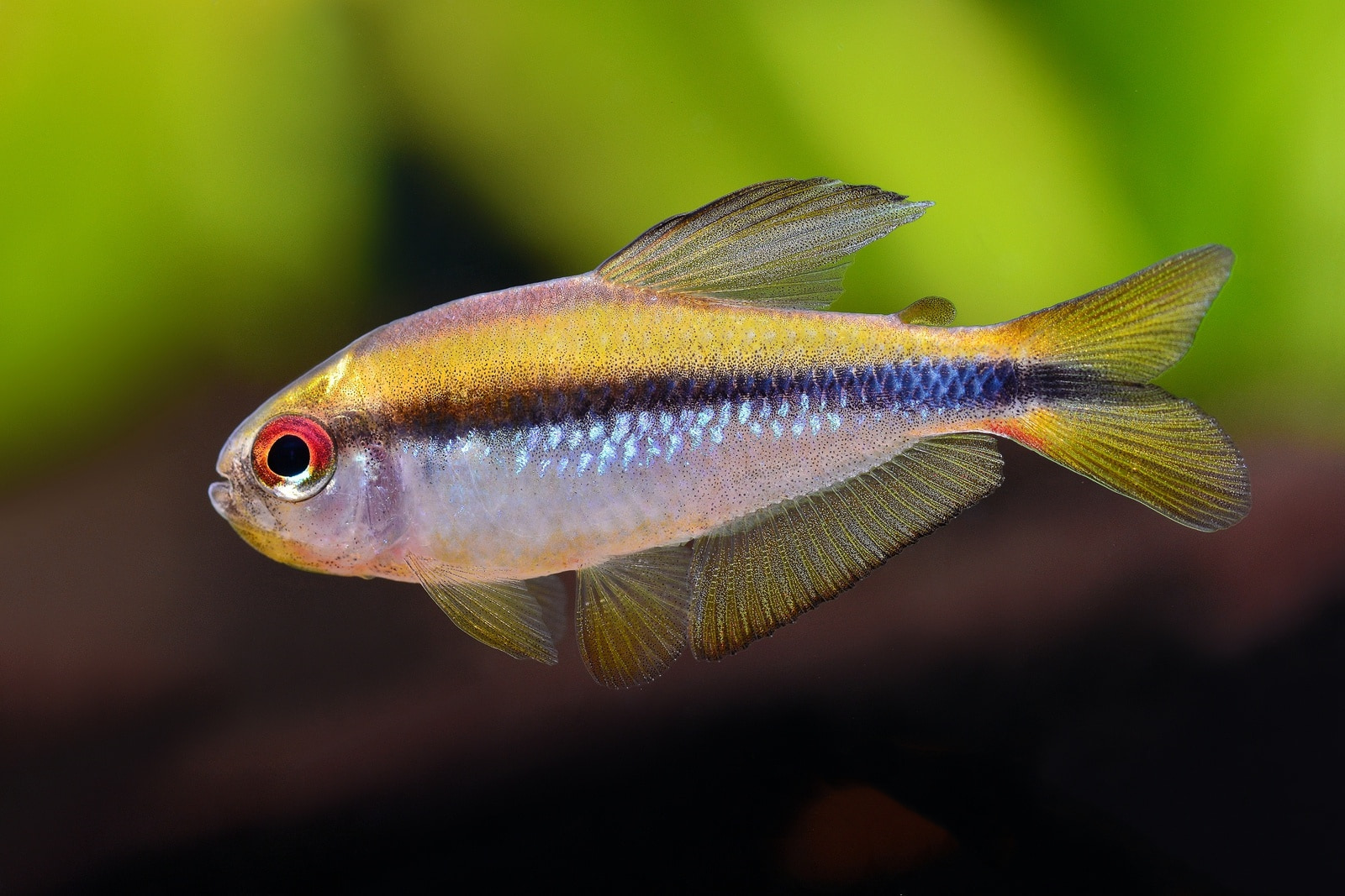 彩虹魔鬼灯 （Hyphessobrycon sp. “red eyes notidanos”）灯鱼饲养资料，图片