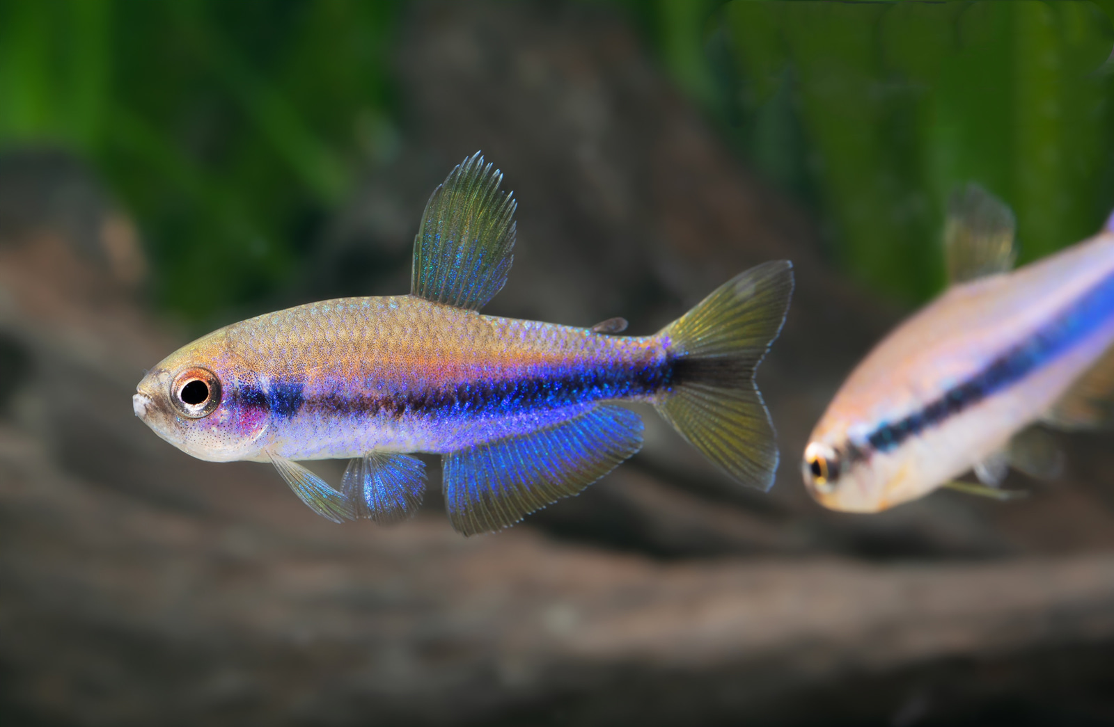 电光毒药灯 （Inpaichthys cf. kerri）灯鱼饲养资料，图片