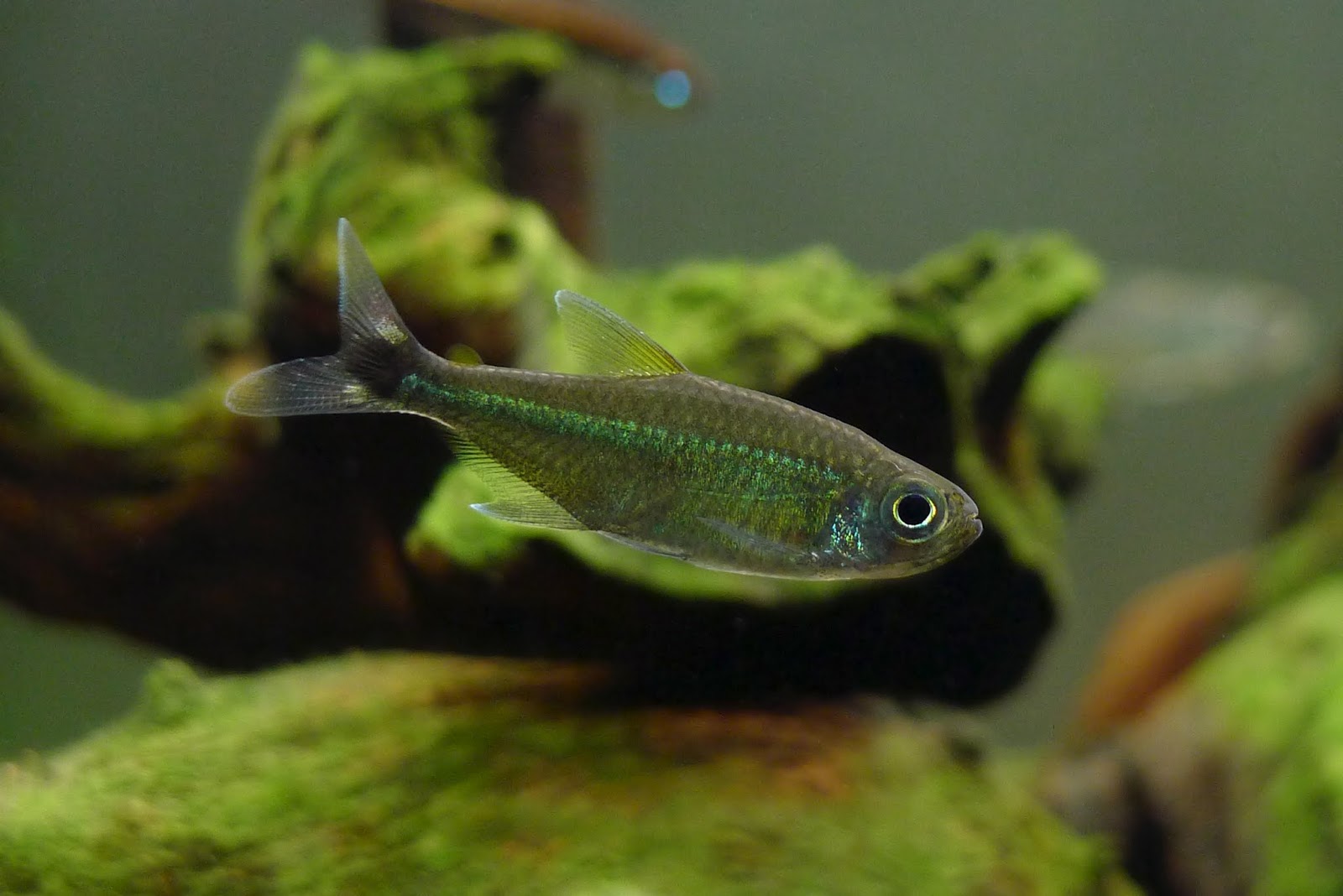 翡翠罗德威灯 （Hemigrammus sp. black tail spot / green crystal）灯鱼饲养资料，图片