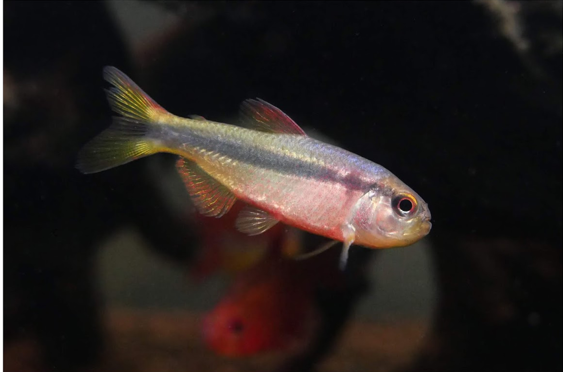 黄彩蓝缎带灯 （Hyphessobrycon cf. melanostichos “yellow”）灯鱼饲养资料，图片