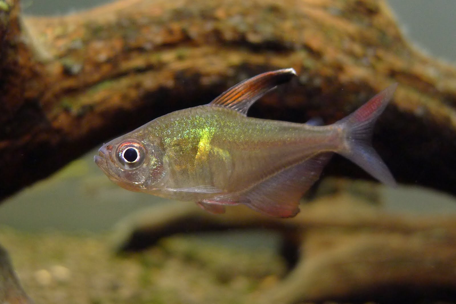 玻璃血心旗 （Hyphessobrycon paepkei / Hyphessobrycon sp. “El dorado”）灯鱼饲养资料，图片