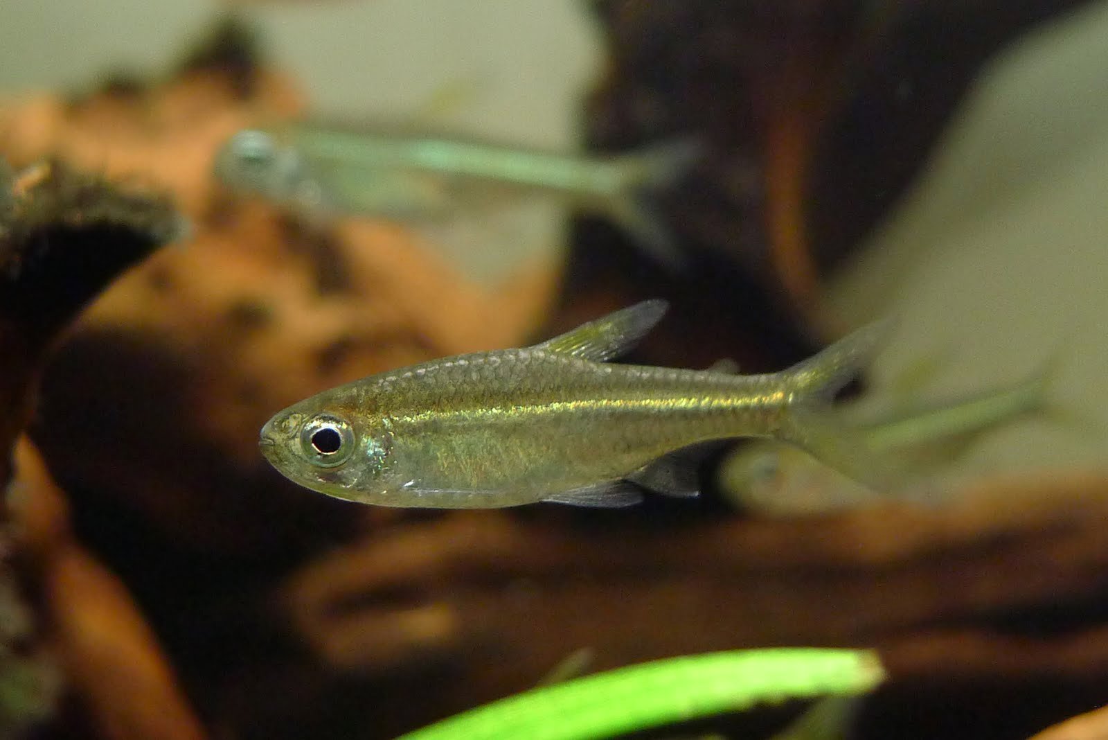 青目青线灯 (Characidae sp. “green lateral line”)灯鱼饲养资料，图片