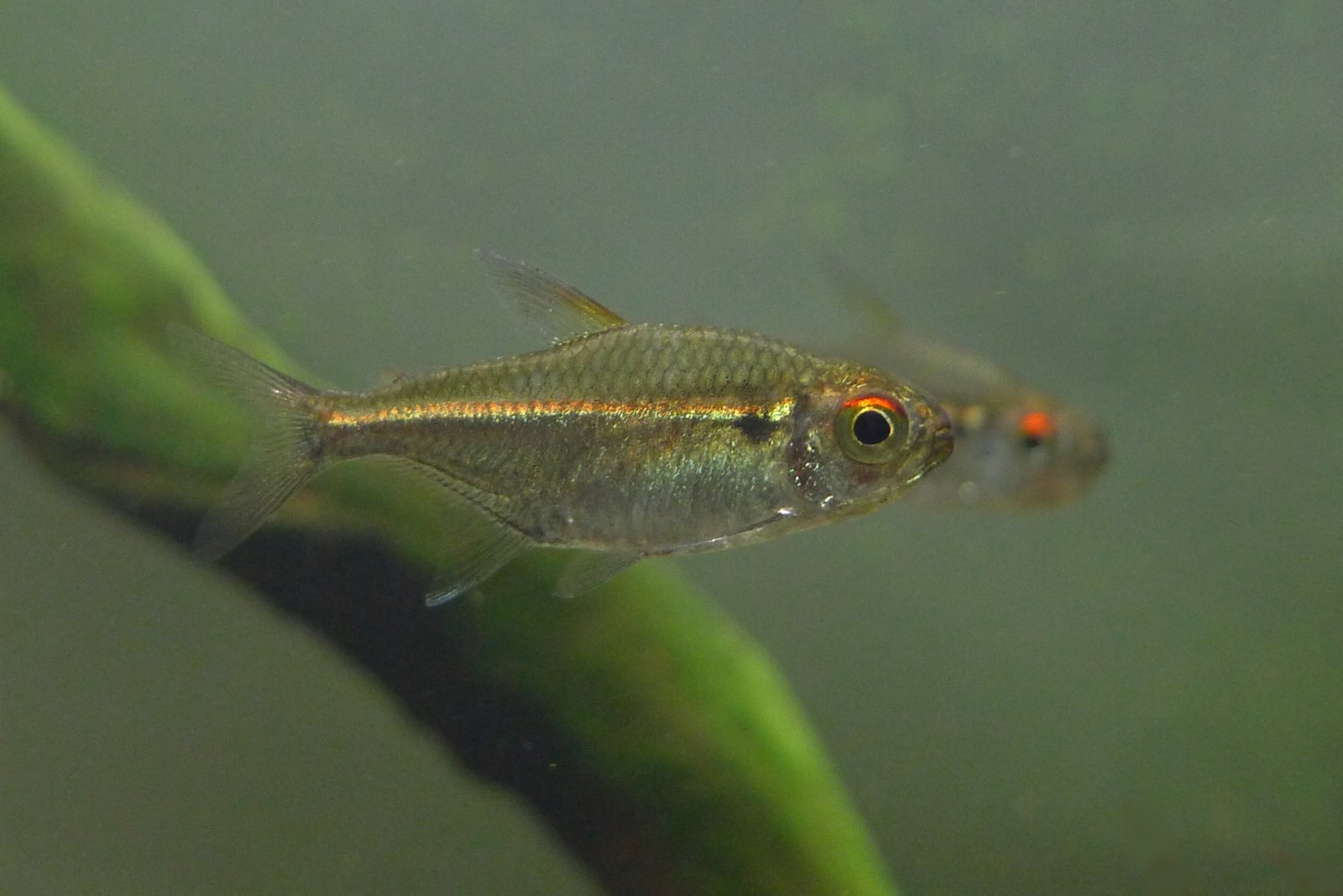 赤目金线灯家族 (Species of red eye golden lateral line tetra)饲养资料，图片