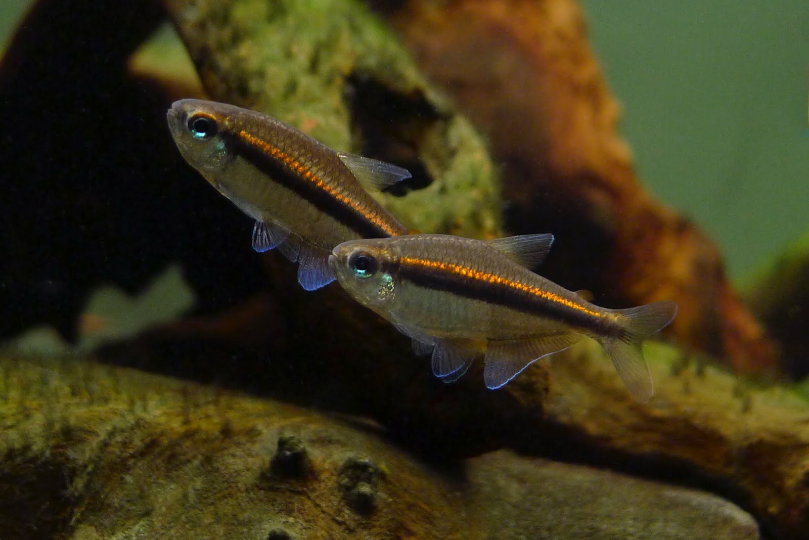 红眼巧克力霓虹 （Hyphessobrycon cf. vilmae from Rio Juruena）灯鱼饲养资料，图片