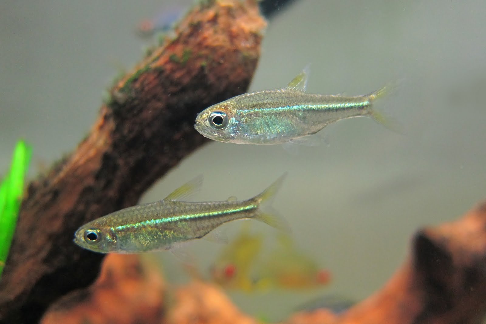 青目青线灯 (Characidae sp. “green lateral line”)灯鱼饲养资料，图片