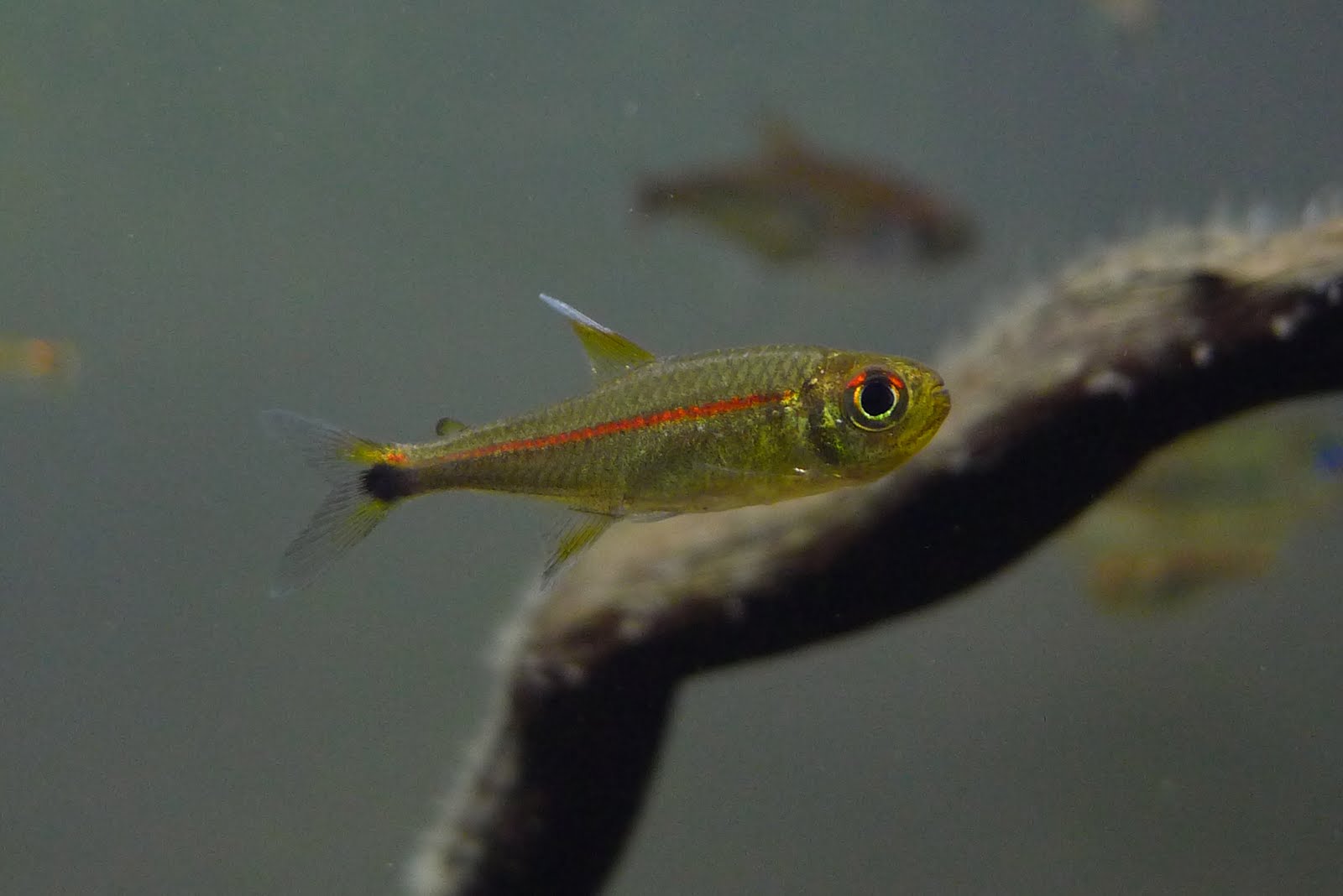 红袖灯 （Hyphessobrycon sp. “super red line”）灯鱼饲养资料，图片