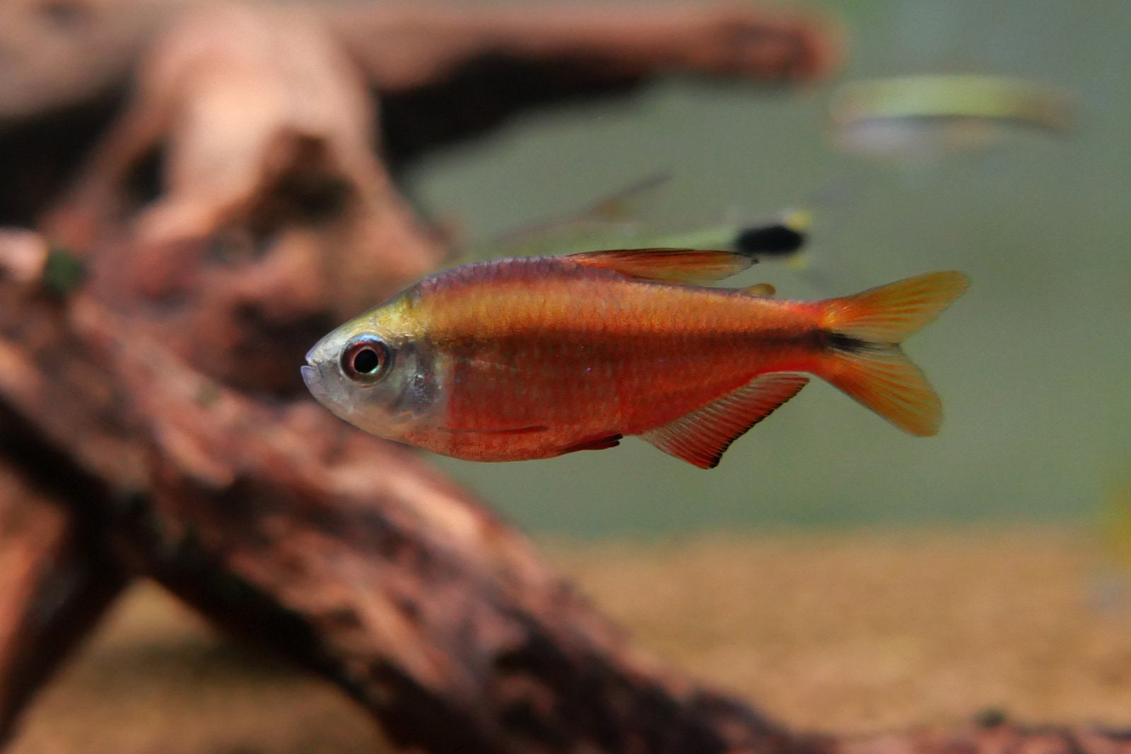 超级红魔鬼灯 （hyphessobrycon Notidanos ‘red’ ）灯鱼饲养资料，图片 养鱼帮