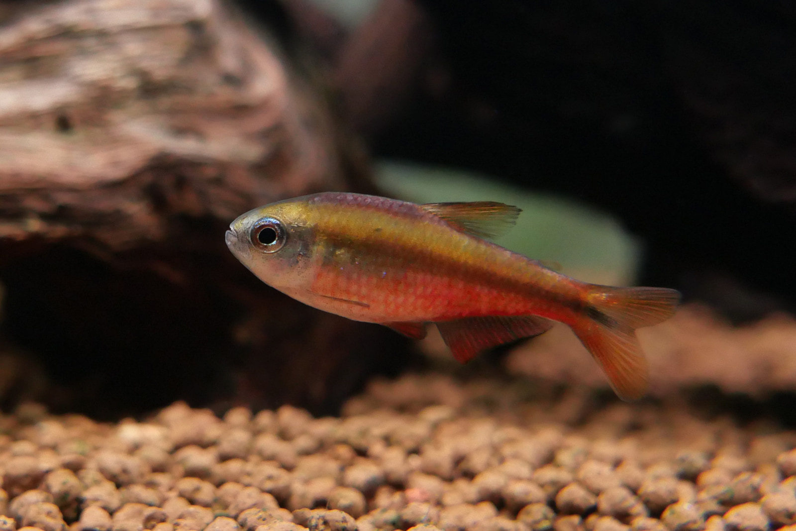 超级红魔鬼灯 （Hyphessobrycon notidanos ‘Red’ ）灯鱼饲养资料，图片