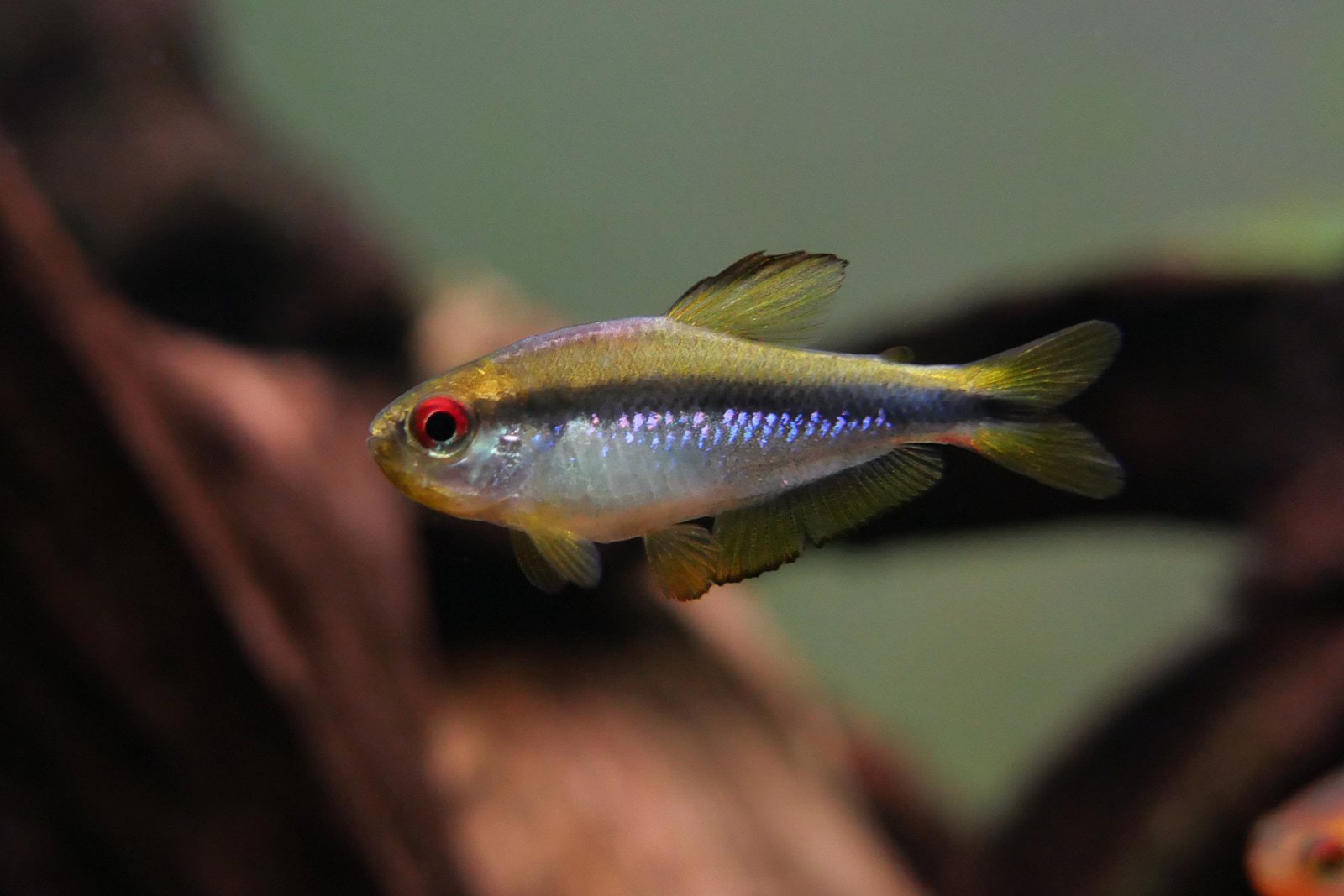 彩虹魔鬼灯 （Hyphessobrycon sp. “red eyes notidanos”）灯鱼饲养资料，图片