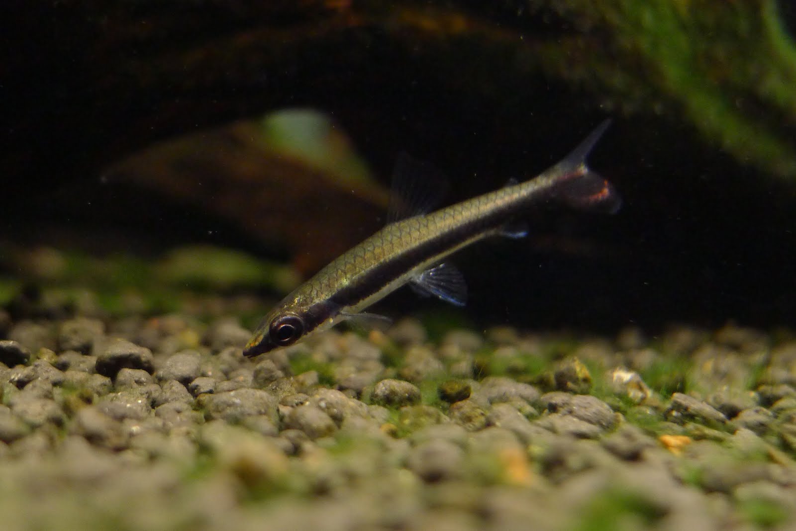 一线铅笔灯 （Nannostomus unifasciatus “Rio orinoco”）灯鱼饲养资料，图片