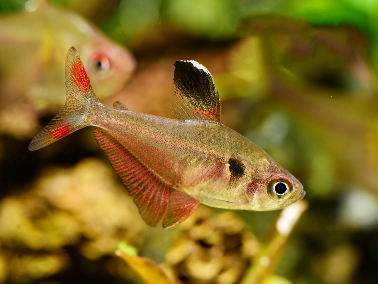 三色旗 （Hyphessobrycon werneri）灯鱼饲养资料，图片