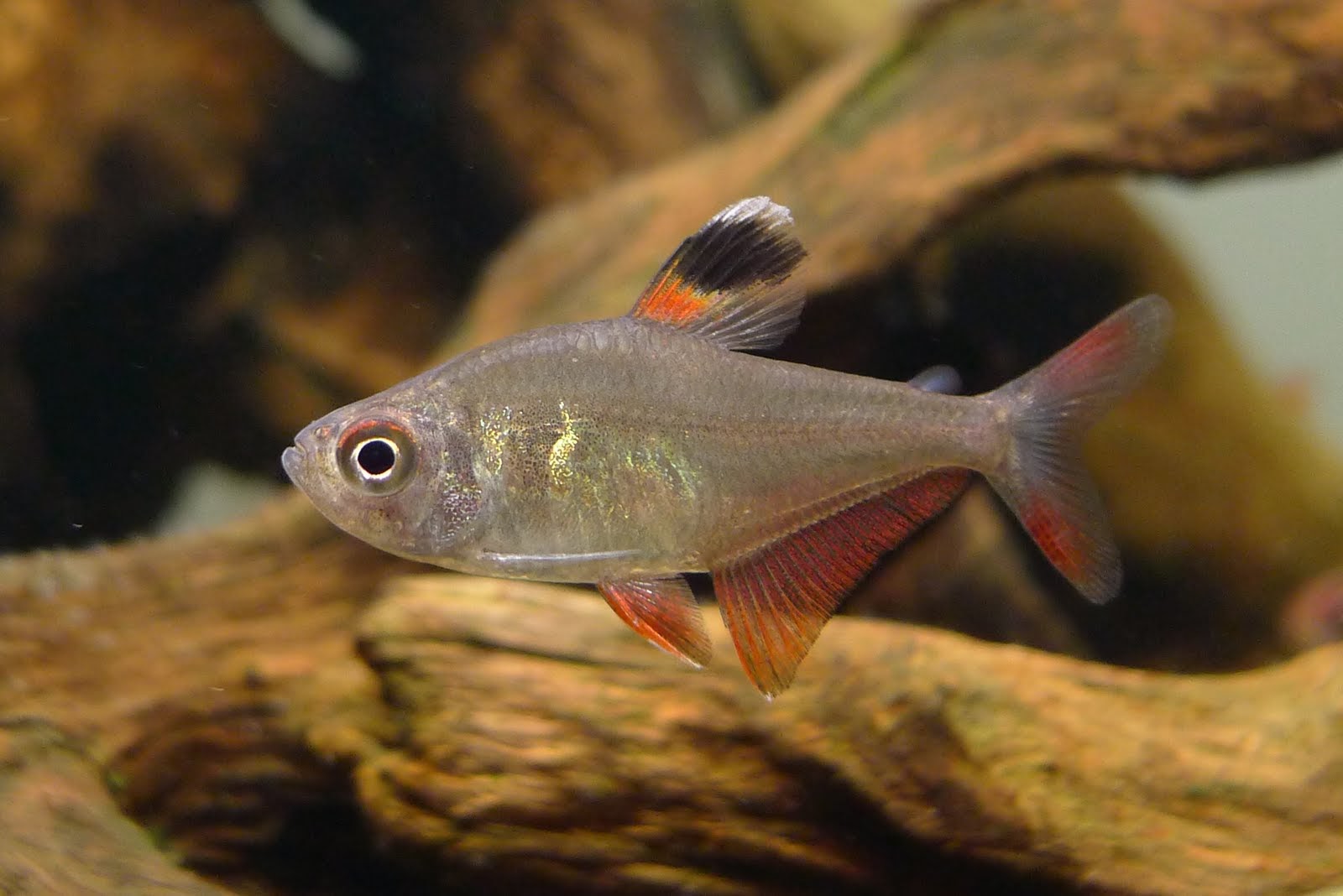 三色旗 （Hyphessobrycon werneri）灯鱼饲养资料，图片