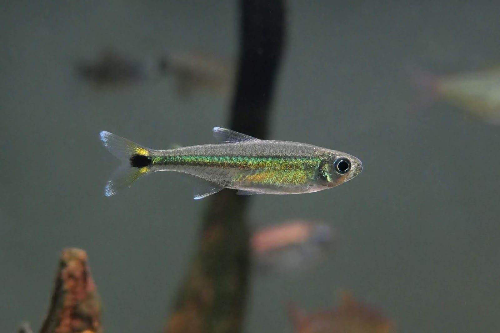 库鲁阿细线蓝琉璃灯 （Characidae sp. “green line black tail spot” from Rio Curua）灯鱼饲养资料，图片