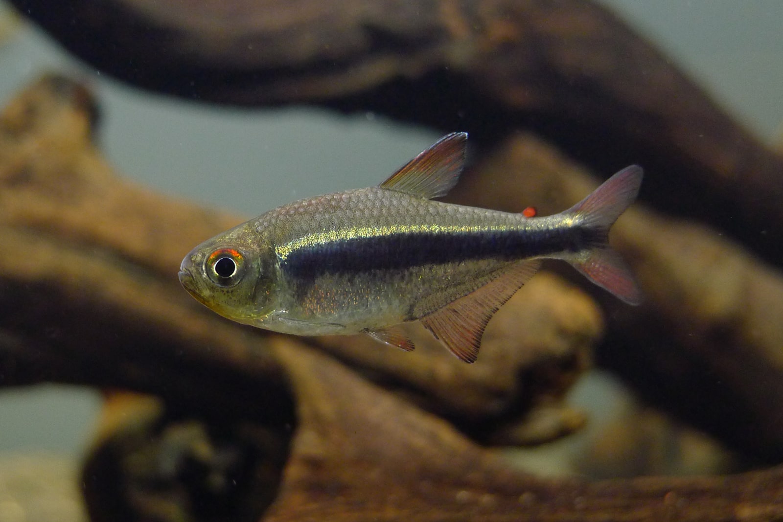 帝王黑灯 (Hyphessobrycon nigricinctus)灯鱼饲养资料，图片