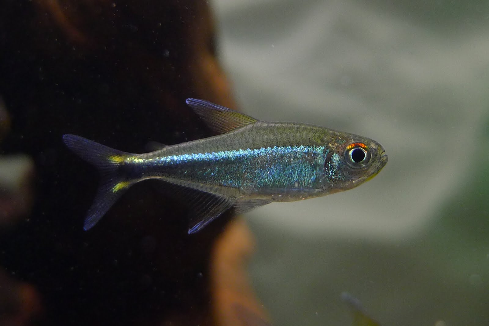 梅塔蓝线灯 （Hyphessobrycon cf. metae “blue”）灯鱼饲养资料，图片