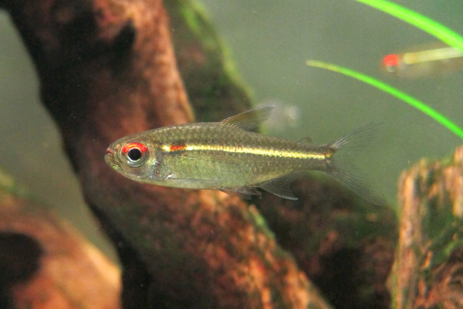 赤目金线灯家族 (Species of red eye golden lateral line tetra)饲养资料，图片