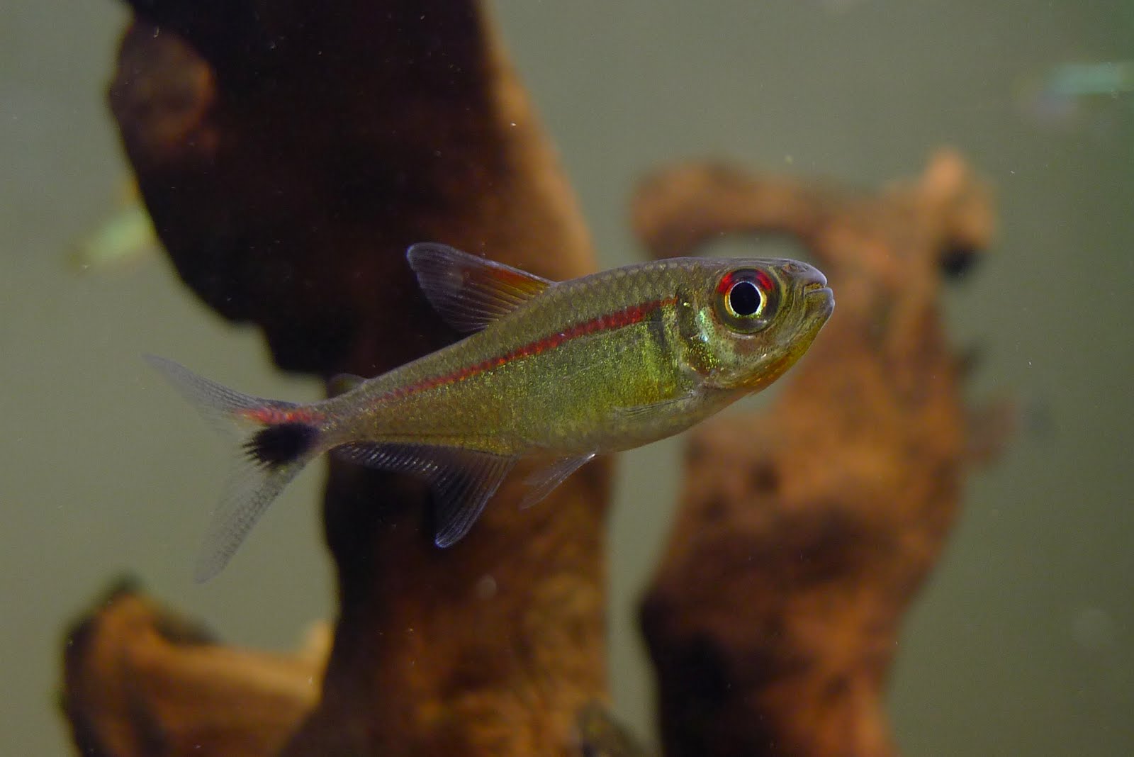 赤目赤线黑点尾灯 (Hemigrammus rubrostriatus)灯鱼饲养资料，图片