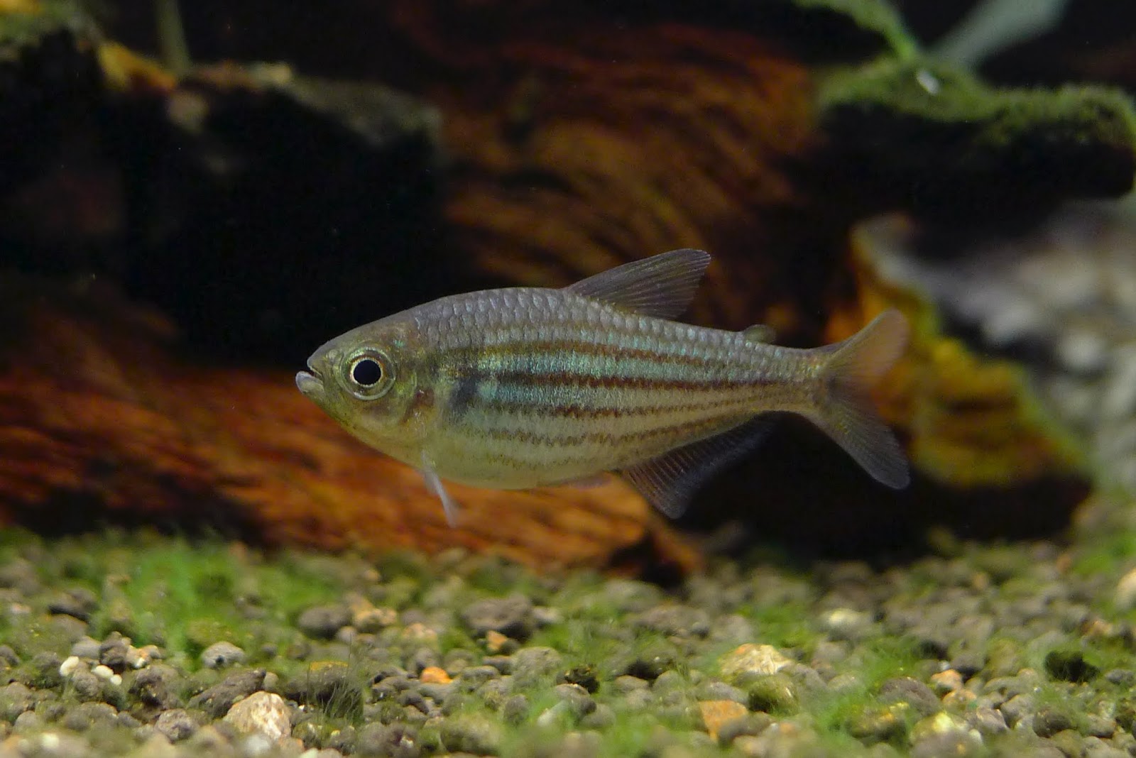 艾玛灯 （Hyphessobrycon hexastichos）灯鱼饲养资料，图片