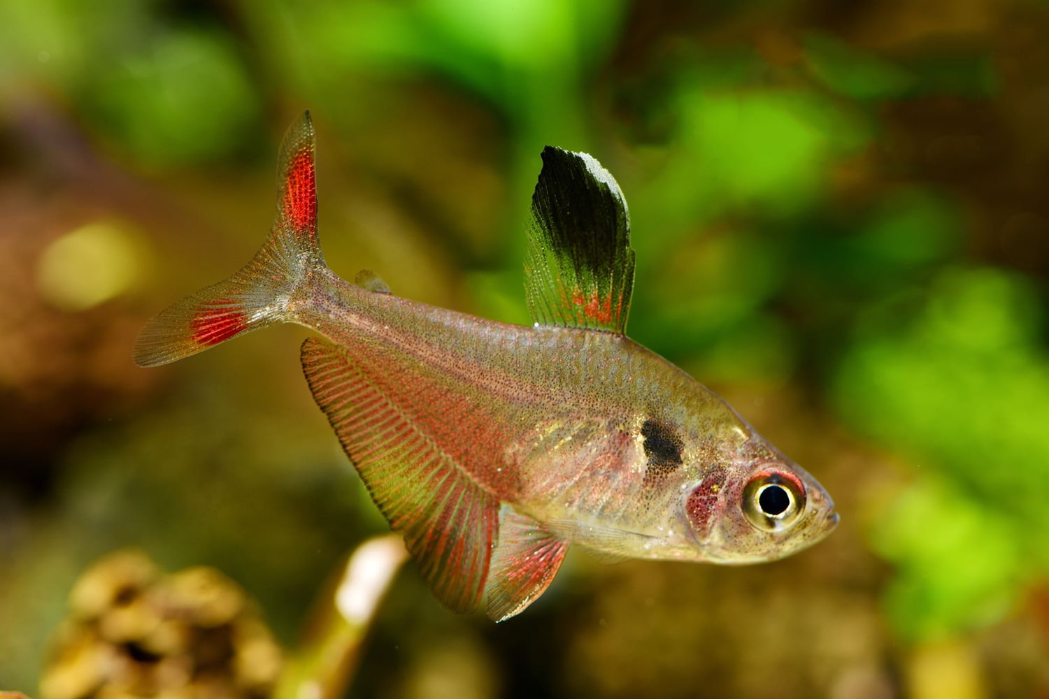 三色旗 （Hyphessobrycon werneri）灯鱼饲养资料，图片