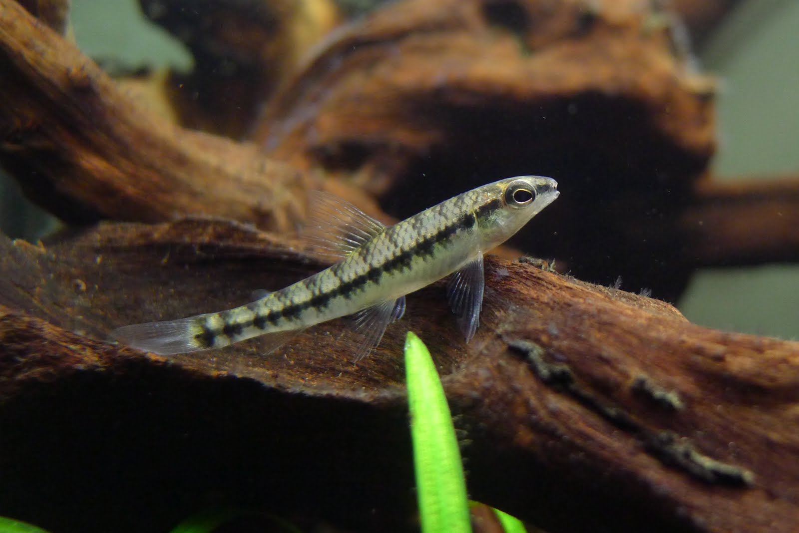 斑马跳鲈 (Characidium fasciatum)灯鱼饲养资料，图片