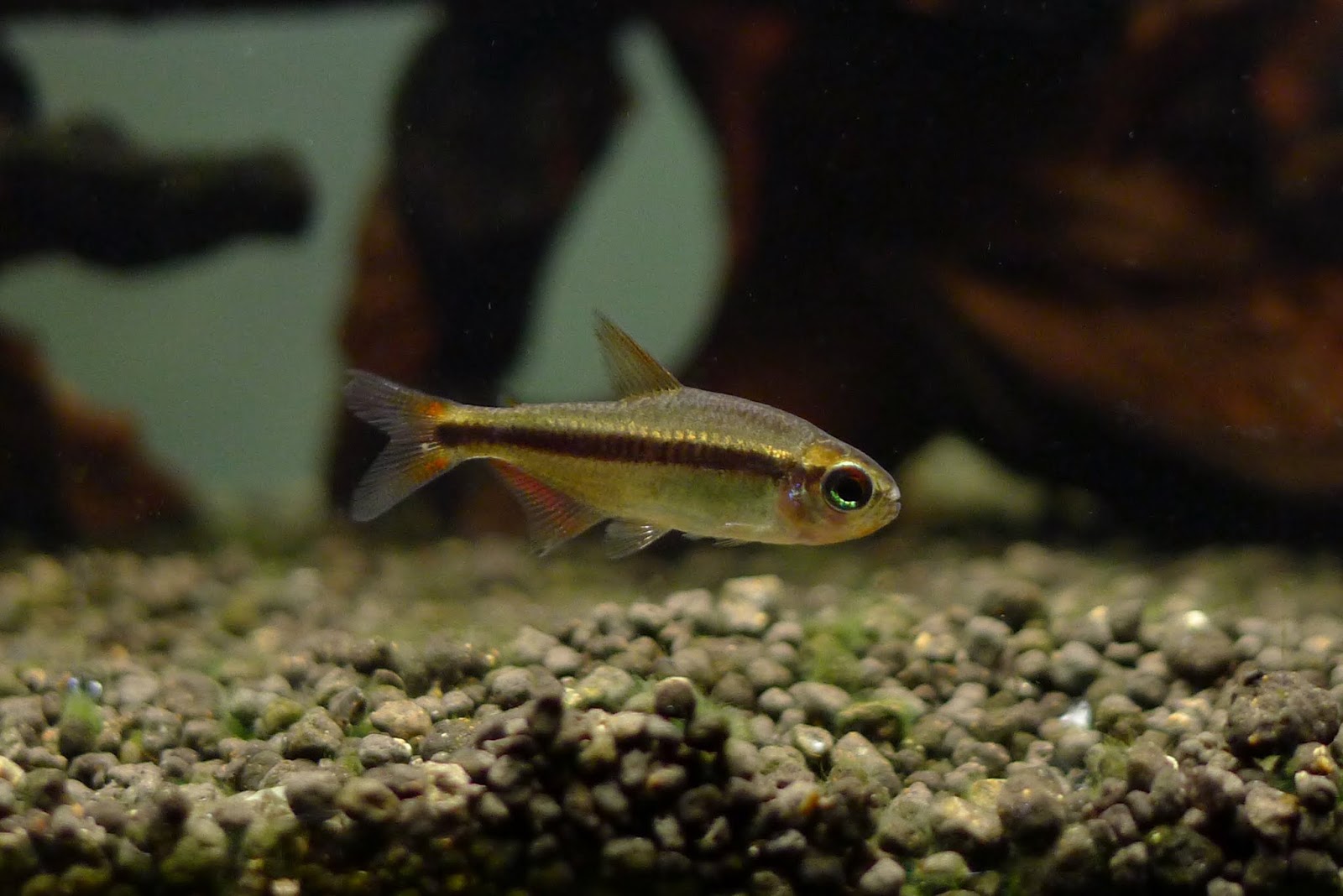 血红魔鬼灯 （Hyphessobrycon piranga）灯鱼饲养资料，图片