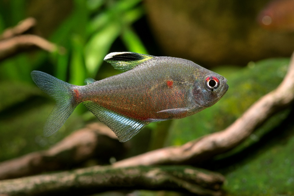 绿背小血心 （Hyphessobrycon socolofi “green back white dorsal white seam”）灯鱼饲养资料，图片