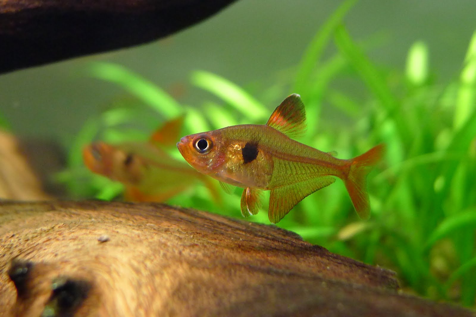 红衣梦幻旗 (Hyphessobrycon sweglesi “rubra”)灯鱼饲养资料，图片