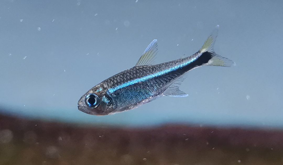 梅塔蓝线灯 （Hyphessobrycon cf. metae “blue”）灯鱼饲养资料，图片