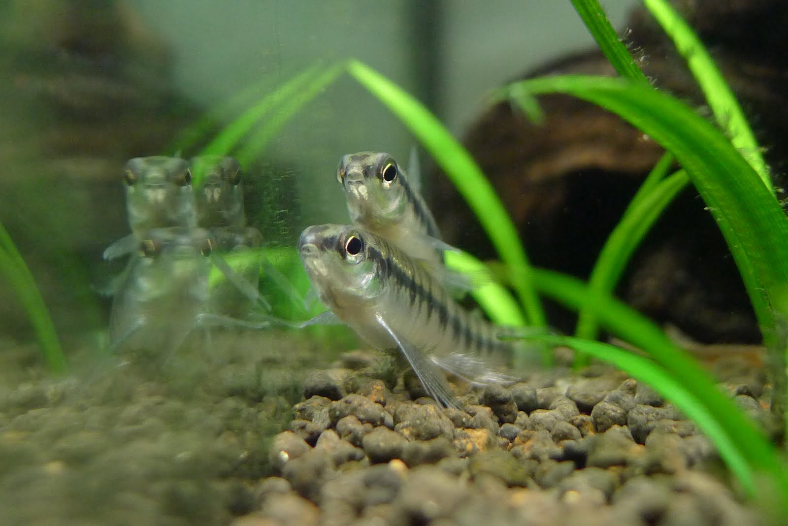 斑马跳鲈 (Characidium fasciatum)灯鱼饲养资料，图片