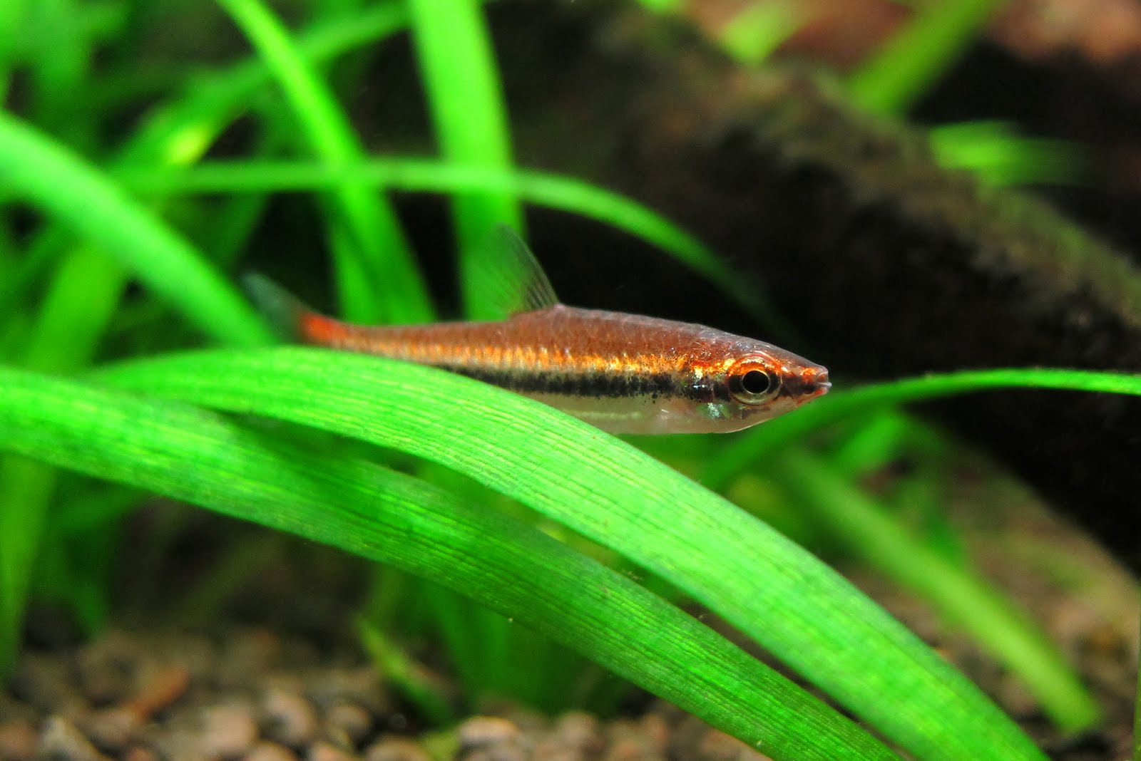 酒红铅笔灯 (Nannostomus beckfordi var. “super red”)灯鱼饲养资料，图片