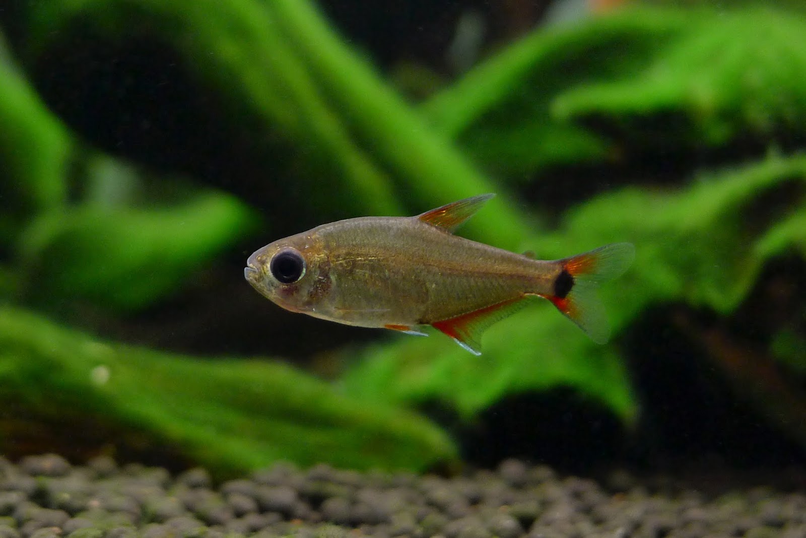 红翅黑豆灯 （Hyphessobrycon krenakore）灯鱼饲养资料，图片