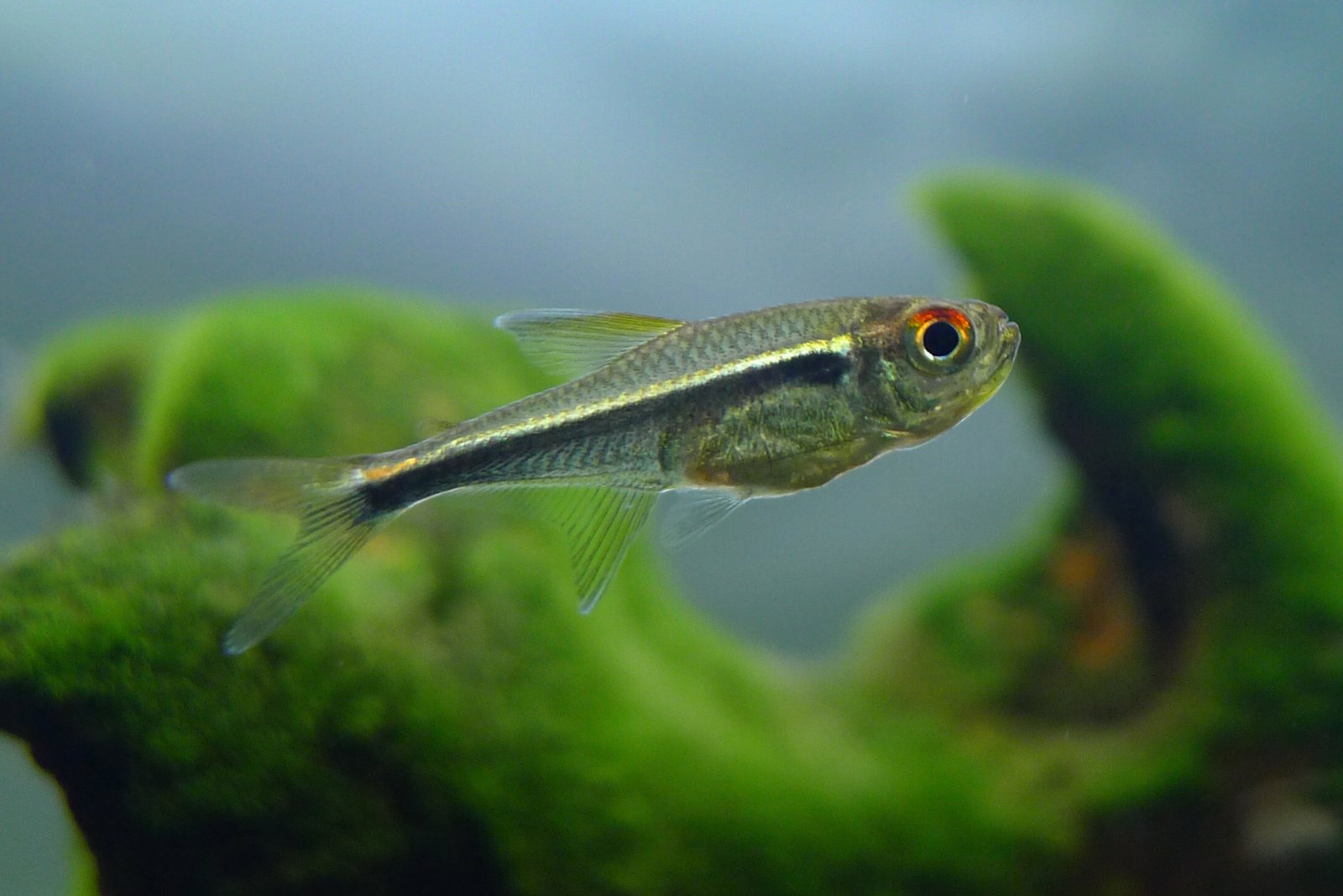 幻眼黑灯 (Hyphessobrycon eschwartzae)灯鱼饲养资料，图片