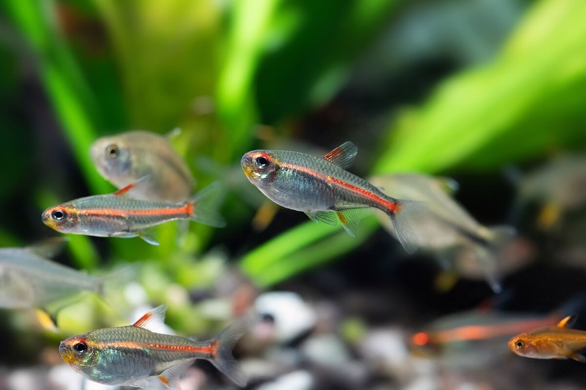 红灯管鱼Hemigrammus erythrozonus饲养资料、图片