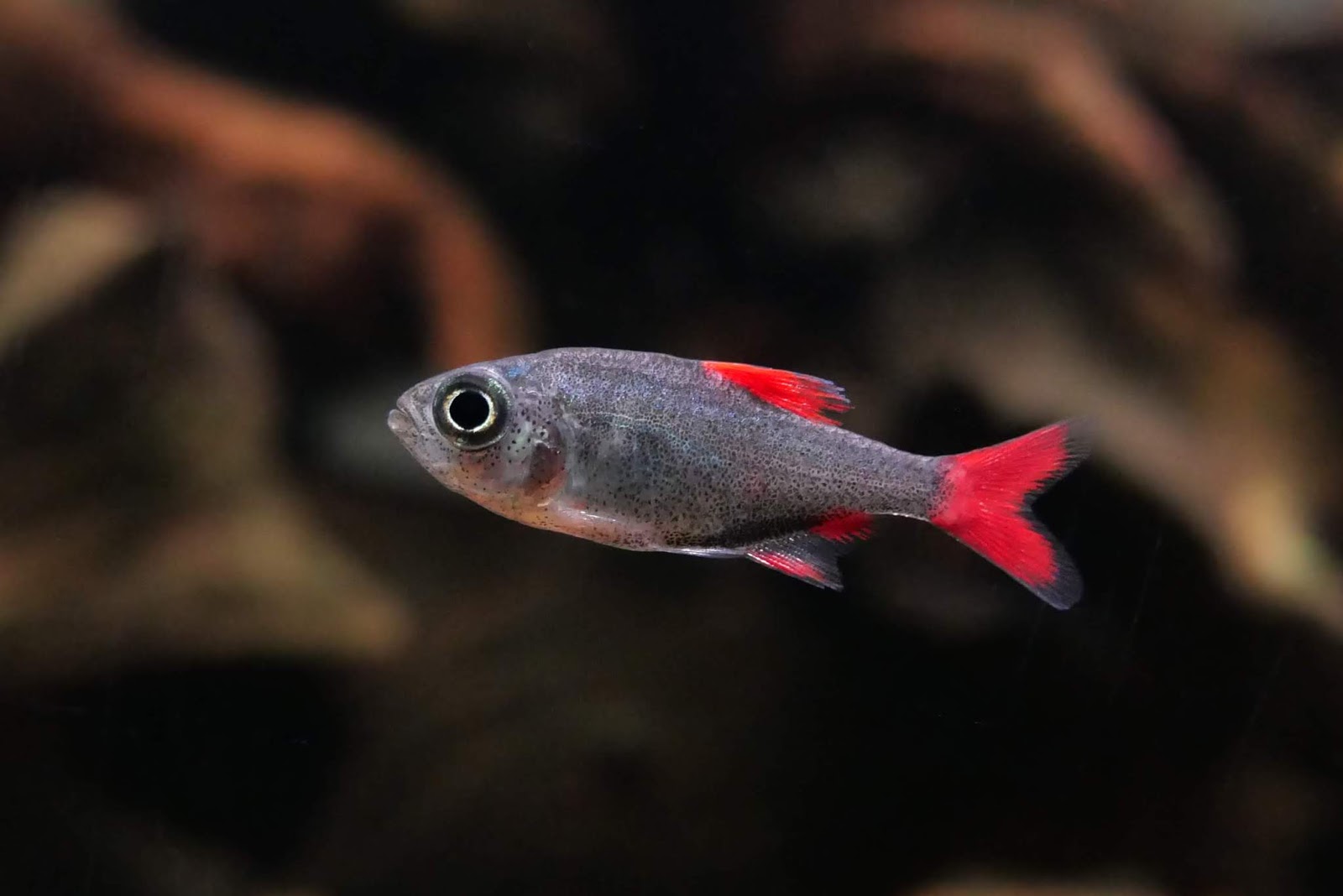 红太狼灯 （Hyphessobrycon eliyos）灯鱼饲养资料，图片