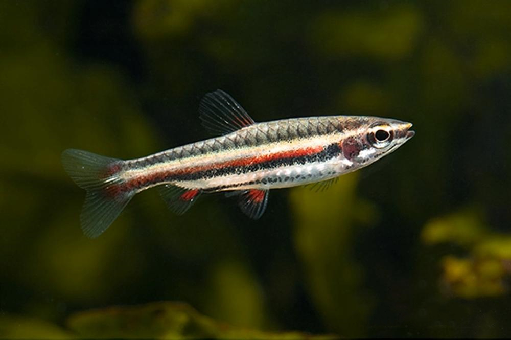 小红铅笔 (Nannostomus marginatus)灯鱼饲养资料，图片