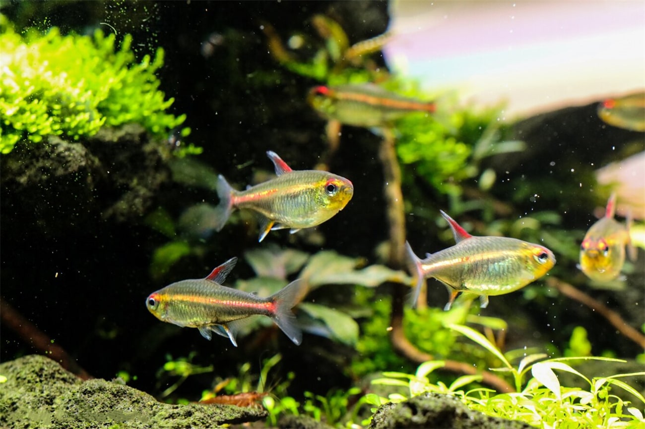 红灯管鱼Hemigrammus erythrozonus饲养资料、图片