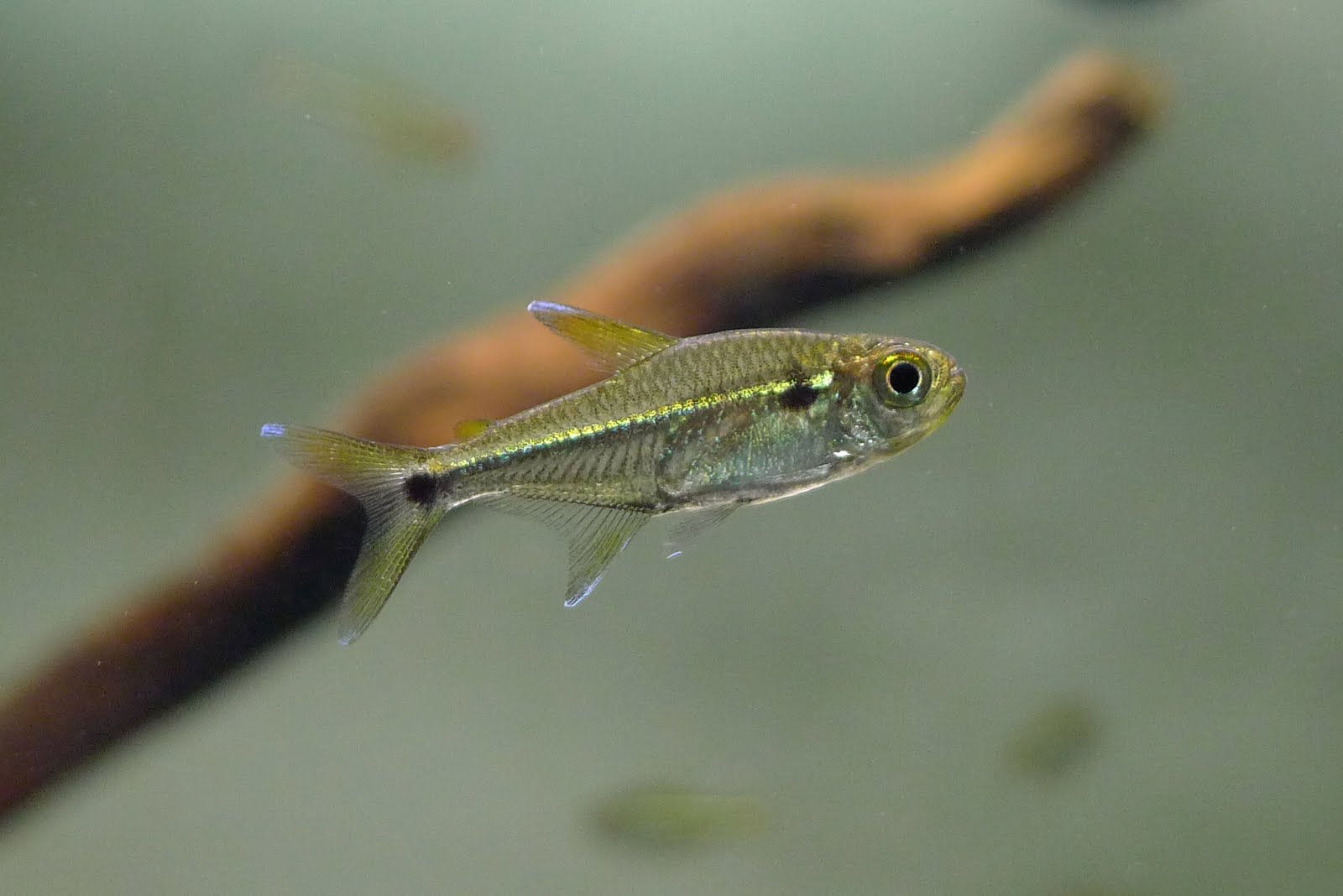 泪眼三色灯 (Hyphessobrycon sp. “Boqueron”)灯鱼饲养资料，图片